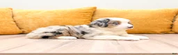 Miniature Australian Shepherd dogs for sale: Blaze - Ad 3