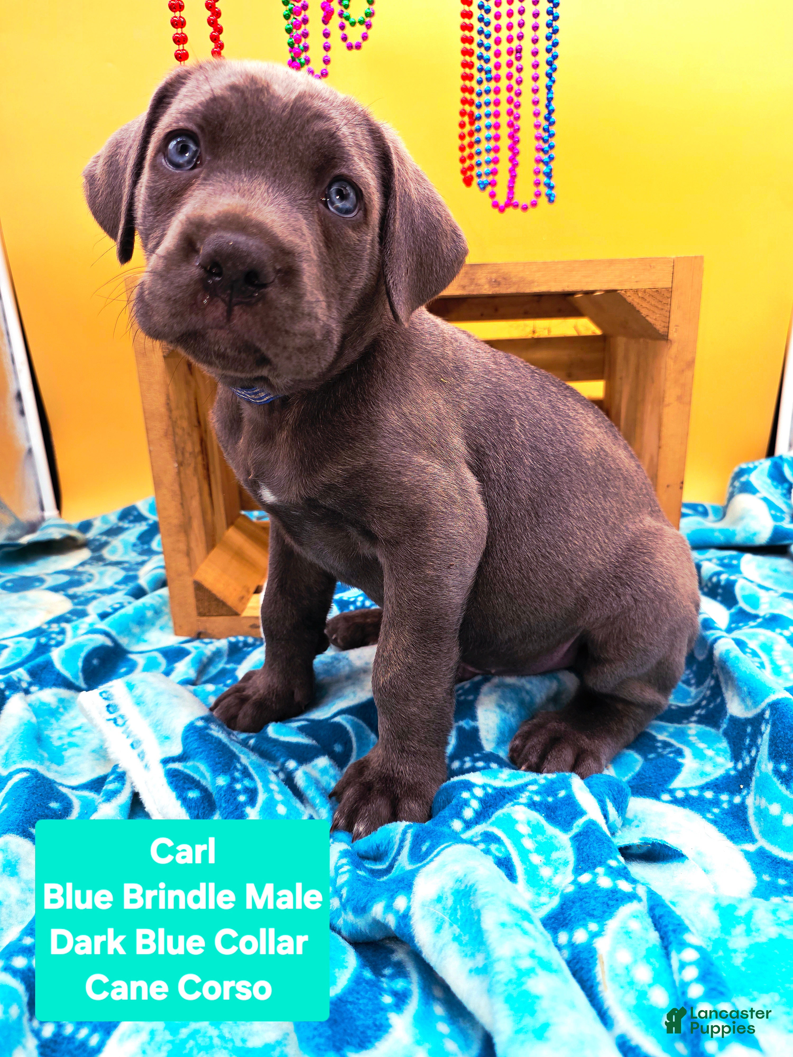 Cane Corso dogs Carl - Ad 1