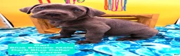 Cane Corso dogs for sale: Carl - Ad 1