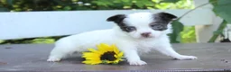 Chihuahua dogs for sale: April - Ad 3