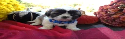 Shih Tzu dogs for sale: Shih Tzu 7 Kara - Ad 4