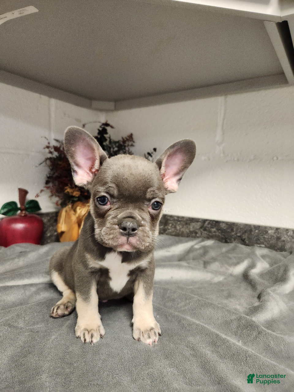 French Bulldog dogs Axle - Ad 2