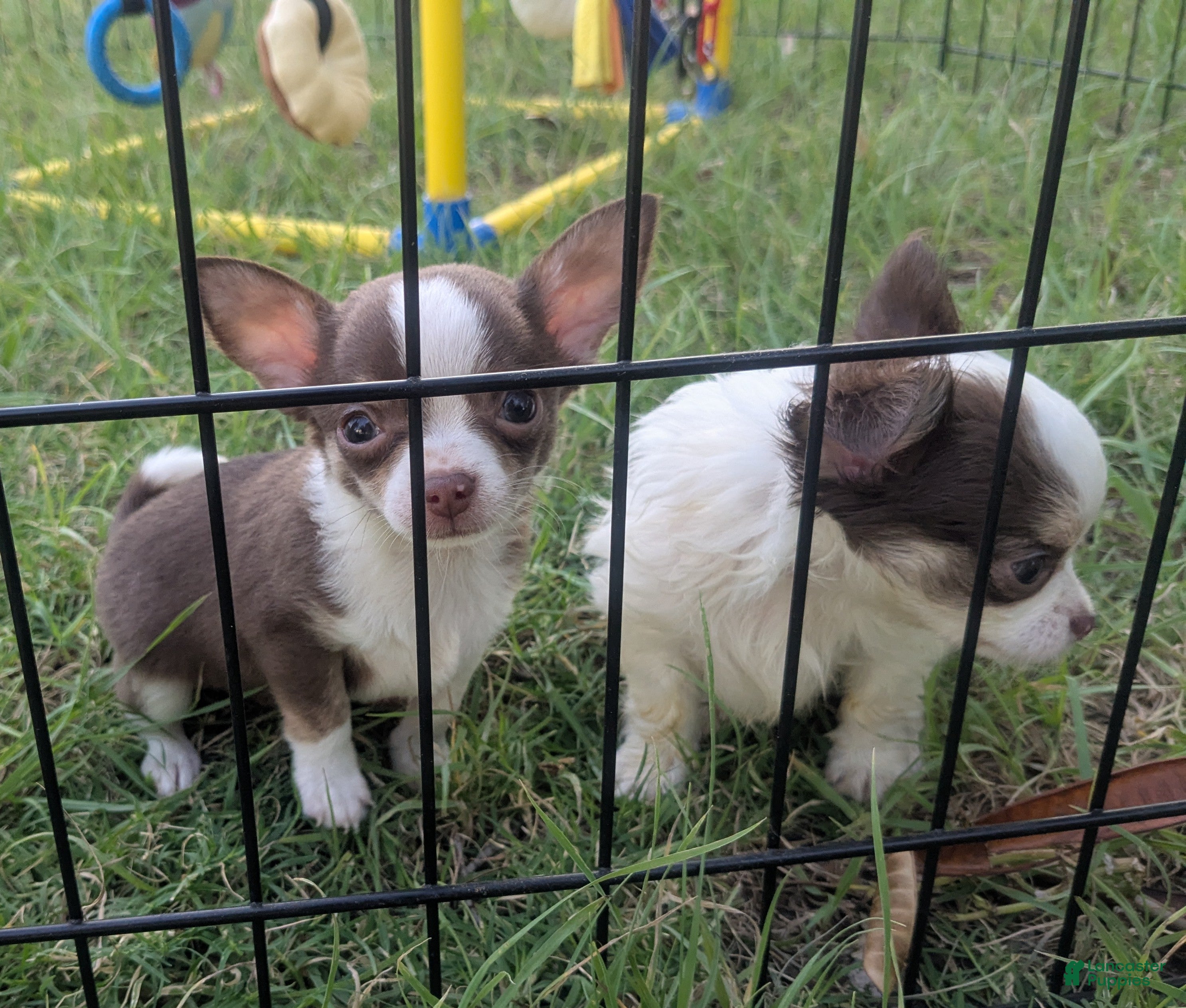 Chihuahua dogs Charlie Brown Smooth Coat  - Ad 3