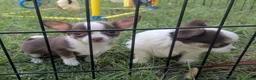 Chihuahua dogs for sale: Charlie Brown Smooth Coat  - Ad 1