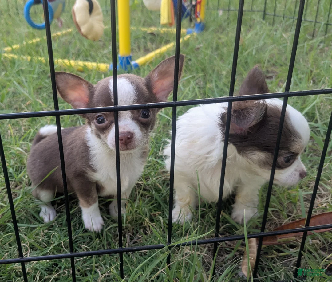 Chihuahua dogs for sale: Charlie Brown Smooth Coat  - Ad 1
