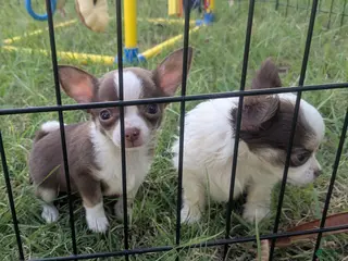 Chihuahua dogs Charlie Brown Smooth Coat - Ad 3