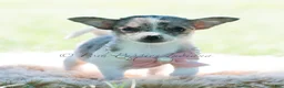 Chihuahua dogs for sale: Prada - Ad 6
