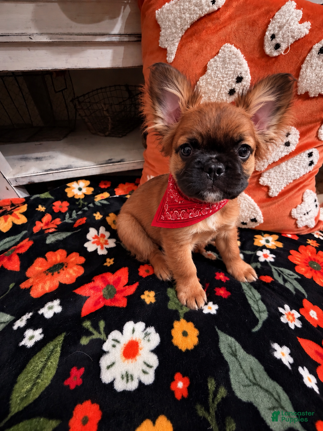 French Bulldog dogs French Bulldog 5 - Ad 1