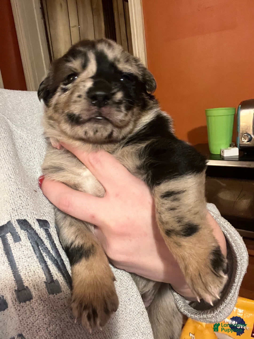 Mixed Breed dogs for sale: Mixed Breed Puppy 6 - Ad 1