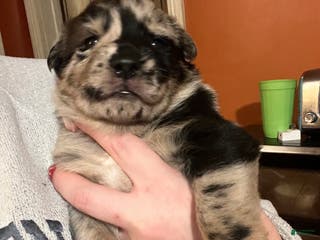 Mixed Breed dogs Mixed Breed Puppy 6 - Ad 23