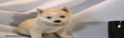 Pomsky dogs for sale: Latte - Ad 3