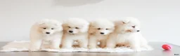 Samoyed dogs for sale: HlubHlub - Ad 3