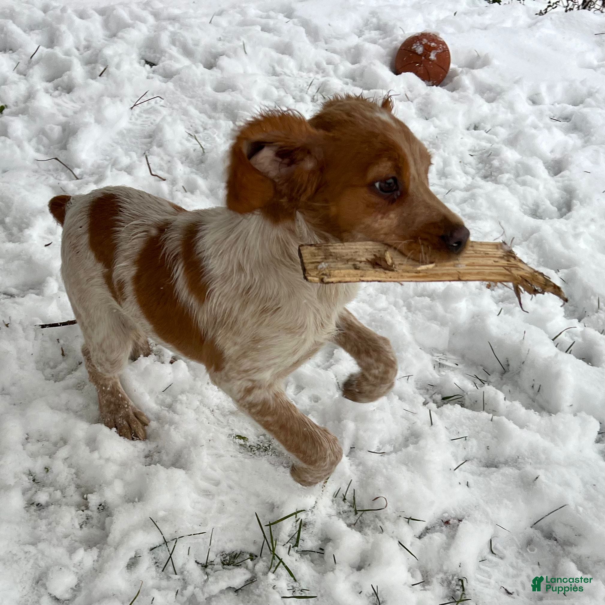 Brittany Spaniel dogs Autumn - Ad 2