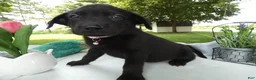 Sheprador dogs for sale: Sheprador 11 Monica - Ad 2