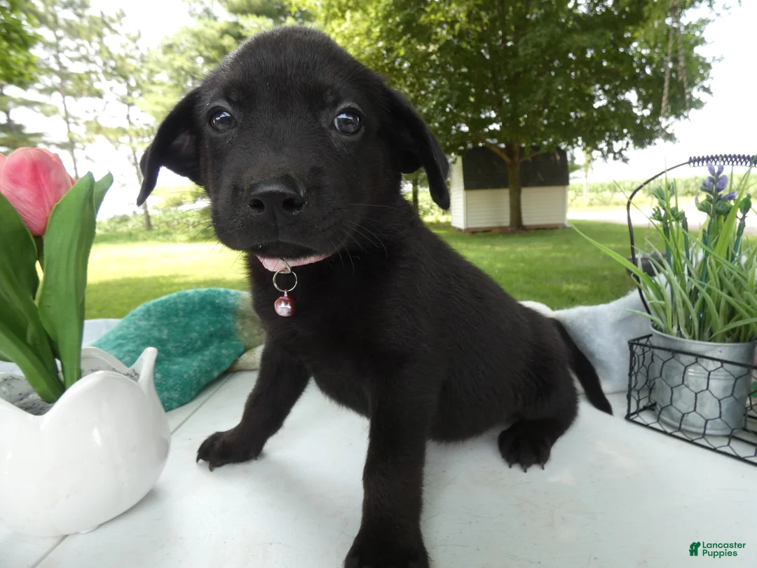 Sheprador dogs for sale: Sheprador 11 Monica - Ad 2