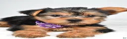 Yorkshire Terrier dogs for sale: Dora - Ad 5