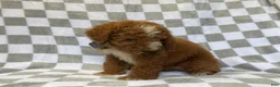 Mini Goldendoodle dogs for sale: Cosmo - Ad 5