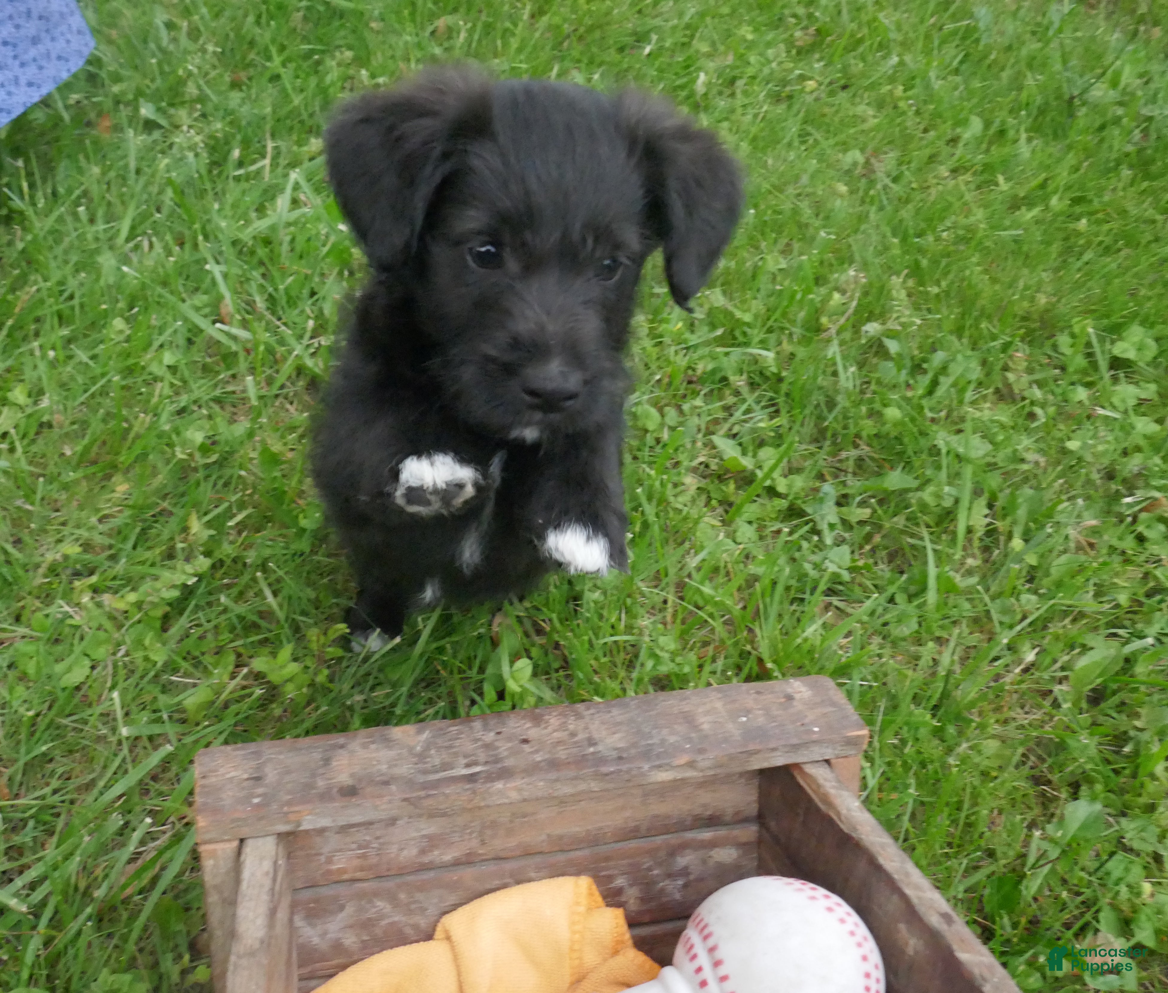 Corgipoo dogs Hershey - Ad 2