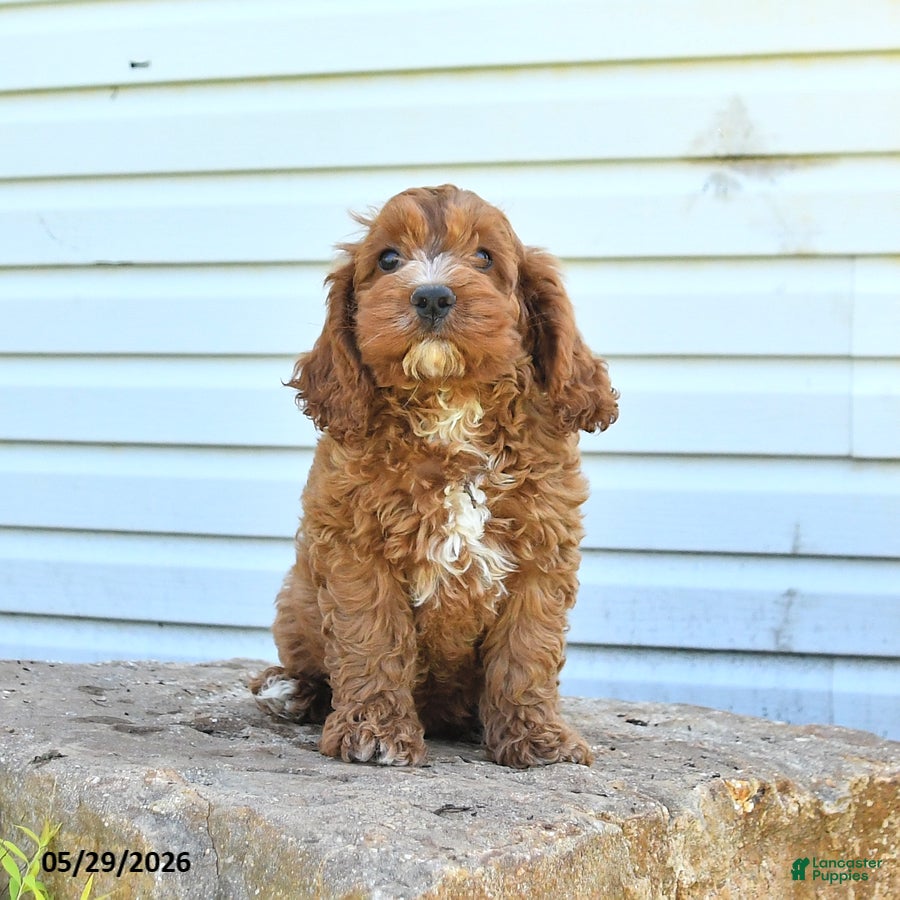 Cockapoo dogs Handsome - Ad 2