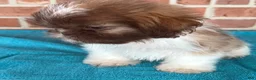 Shih Tzu dogs for sale: Shih Tzu 4 - Ad 5