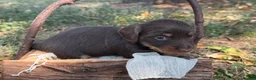 Miniature Dachshund dogs for sale: Chocolate Girl - Ad 2