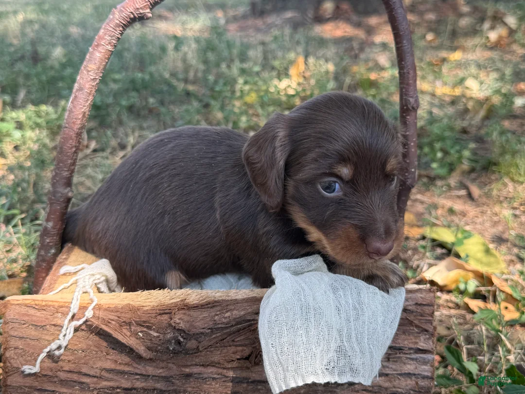 Miniature Dachshund dogs for sale: Chocolate Girl - Ad 2