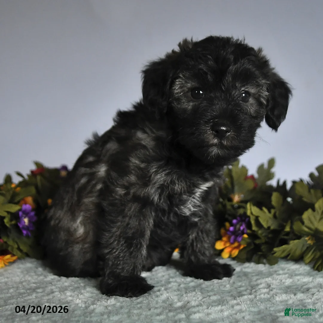 Mixed Breed dogs for sale: Patty - Ad 3