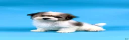 Havanese dogs for sale: ECHO - Ad 3