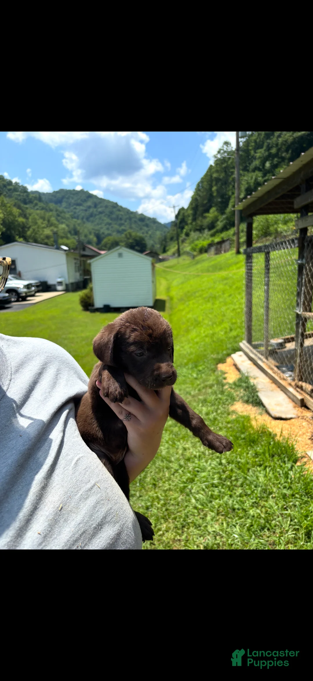 Labrador Retriever dogs for sale: Buster - Ad 1