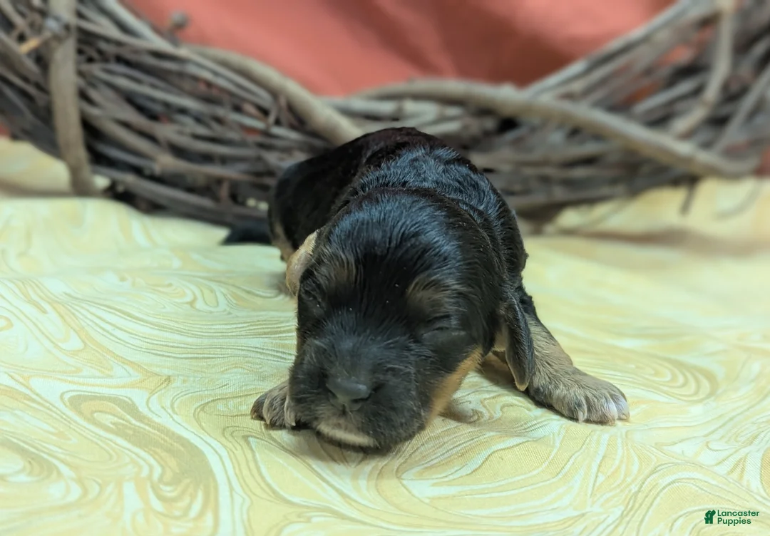 Cockapoo dogs for sale: Batty - Ad 2