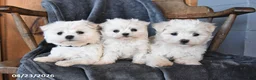Maltese dogs for sale: Fluffy - Ad 3