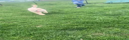 Goldendoodle dogs for sale: Milo - Ad 6