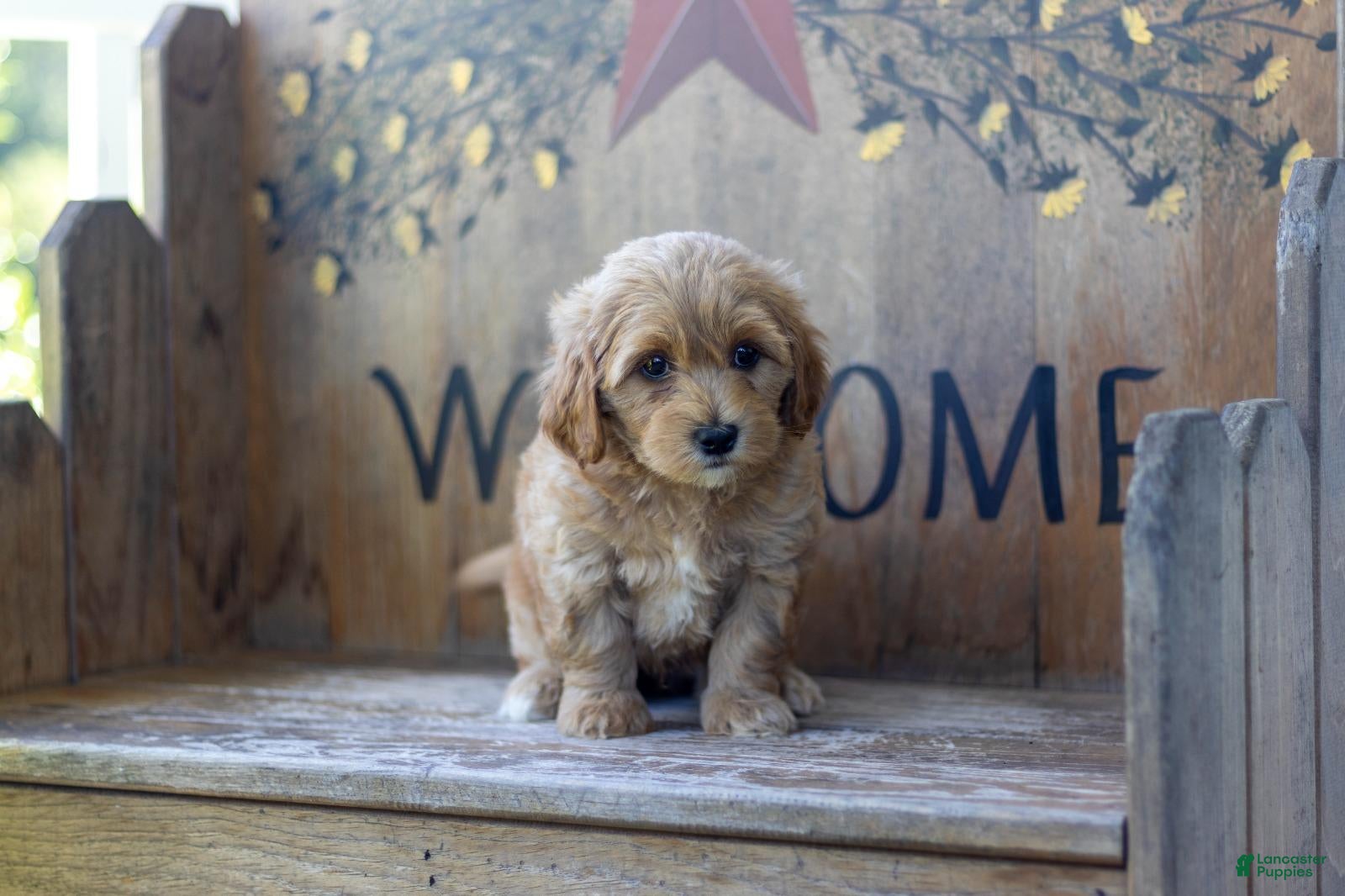 Maltipoo dogs Maltipoo 1 - Ad 1