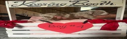 Olde English Bulldogge dogs for sale: Olde English Bulldogge 10 - Ad 7