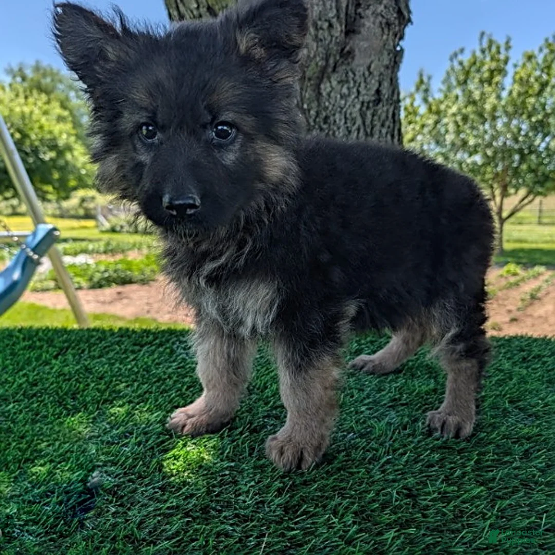 German Shepherd dogs for sale: Beth - Ad 5