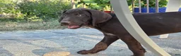 German Shorthaired Pointer dogs for sale: Smooch - Ad 3