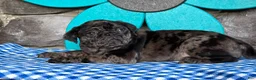 Pug dogs for sale: Bonnie - Ad 4