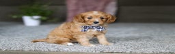Cavalier King Charles Spaniel dogs for sale: Callie - Ad 8