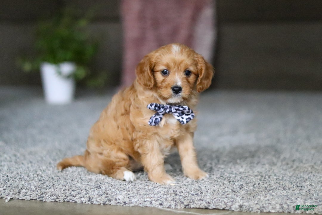 Cavalier King Charles Spaniel dogs for sale: Callie - Ad 8