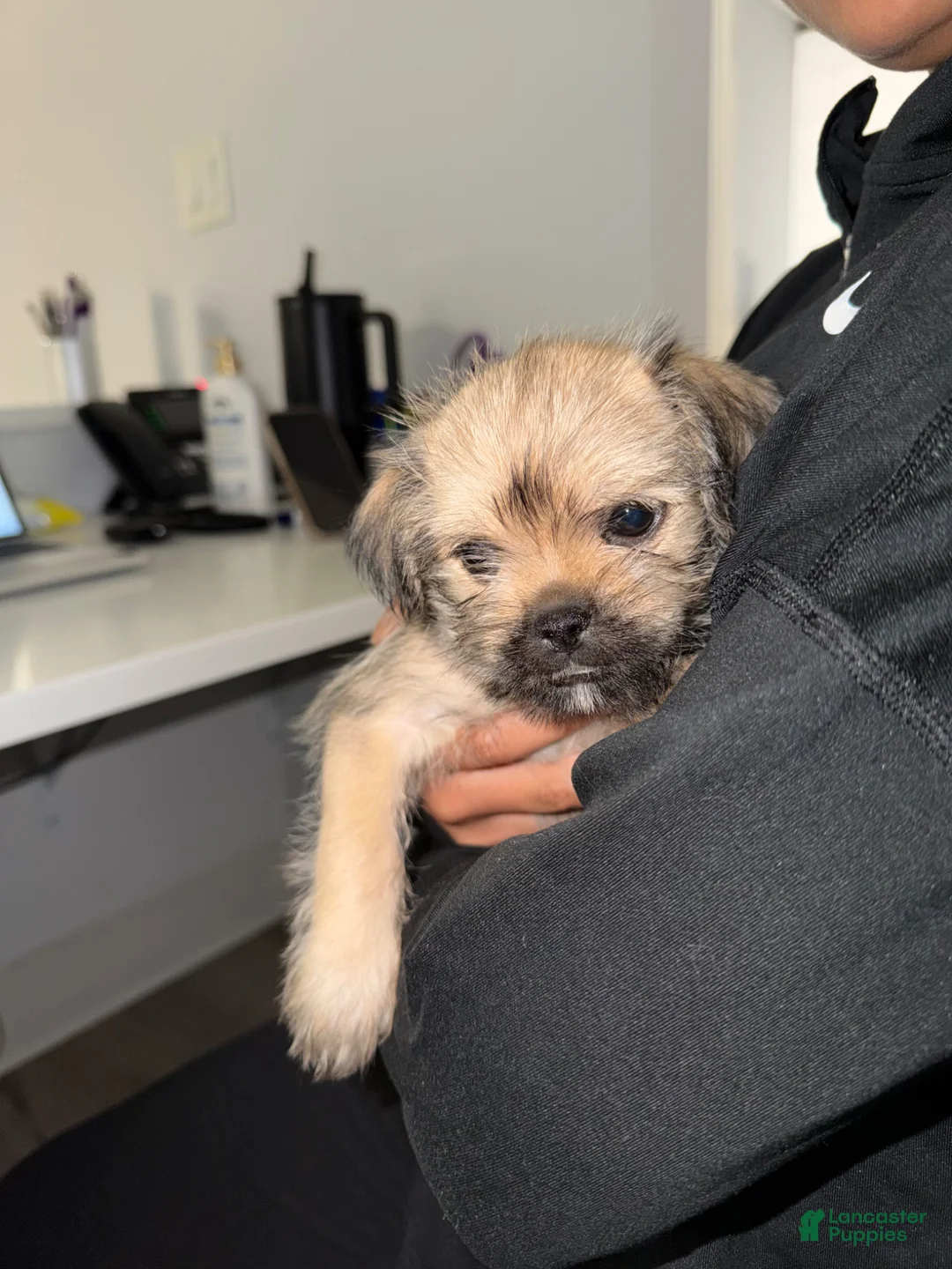 Mixed Breed dogs for sale: Mixed Breed Puppy 1 - Ad 1