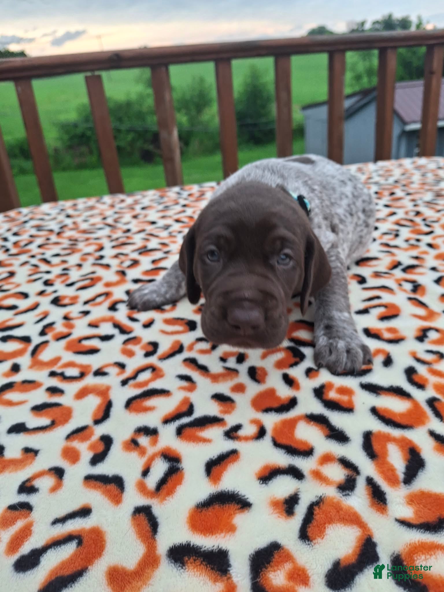 German Shorthaired Pointer dogs for sale: German Shorthaired Pointer Remi - Ad 4