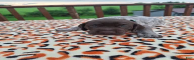 German Shorthaired Pointer Remi