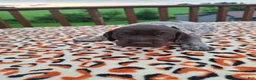 German Shorthaired Pointer dogs for sale: German Shorthaired Pointer Remi - Ad 1