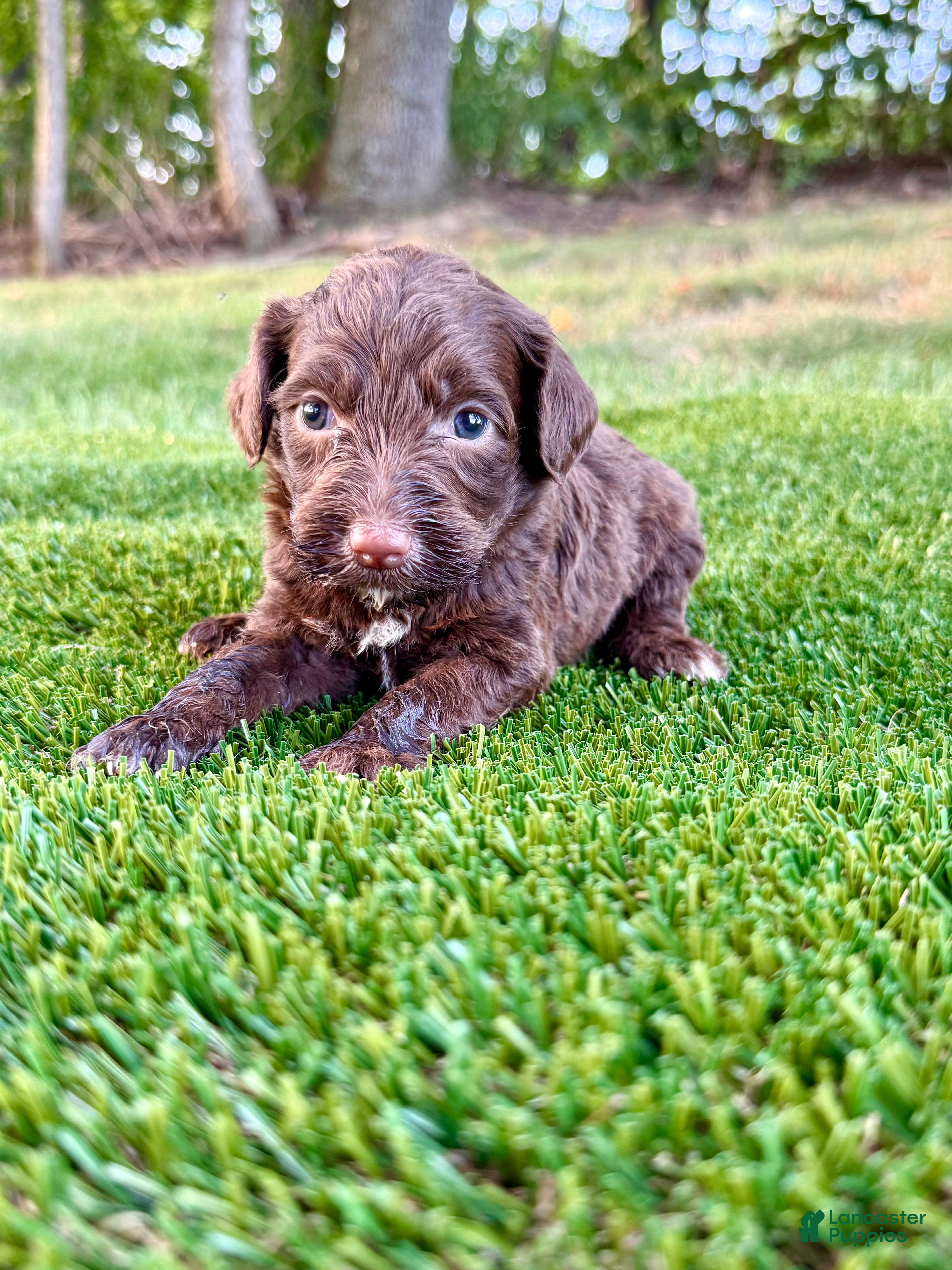 Portuguese Water Dog dogs Hazel - Ad 1