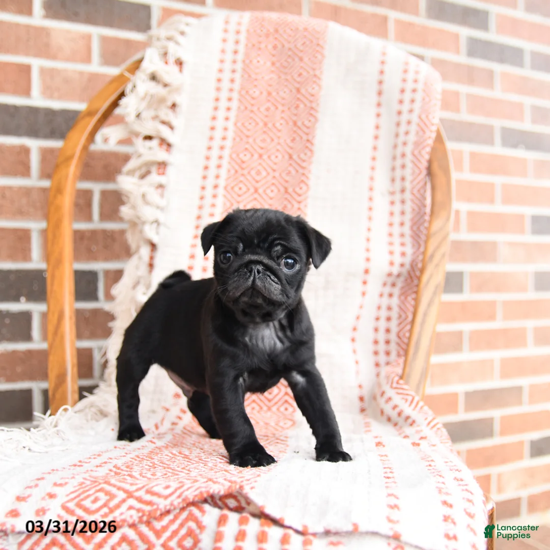 Pug dogs for sale: Otis - Ad 2