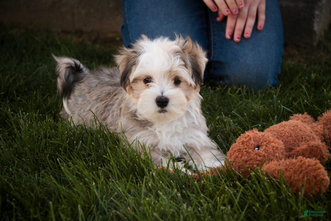 Havanese dogs Webster Havanese  - Ad 2