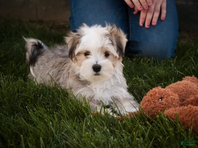 Havanese dogs for sale: Webster Havanese - Ad 2