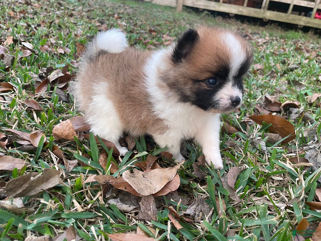 Pomeranian dogs for sale: Pomeranian Puppy 2 - Ad 10