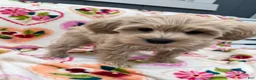 Miniature Schnauzer dogs for sale: Levi - Ad 8