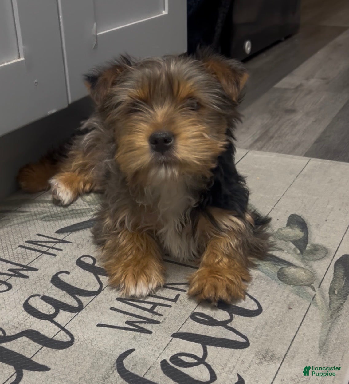 Yorkshire Terrier dogs Yorkshire Terrier Puppy 2 - Ad 1